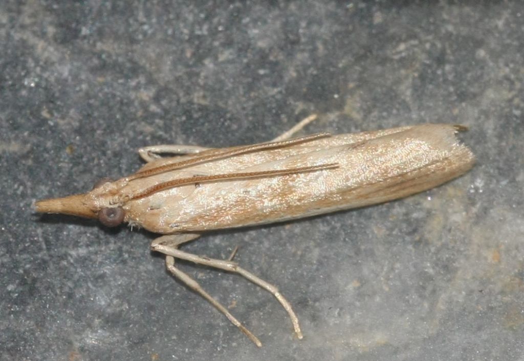 Crambidae spec. unknown: ID??